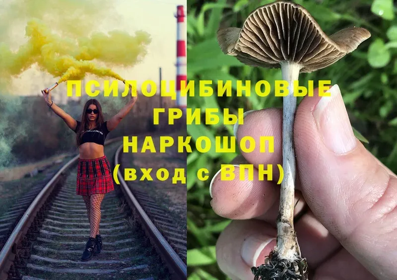 сколько стоит  Ставрополь  Псилоцибиновые грибы Magic Shrooms 